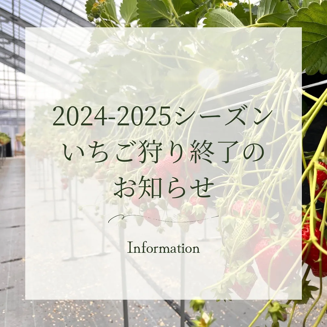今シーズンのいちご狩り終了しました🍓✨